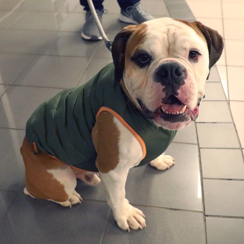 Dozer Dozer