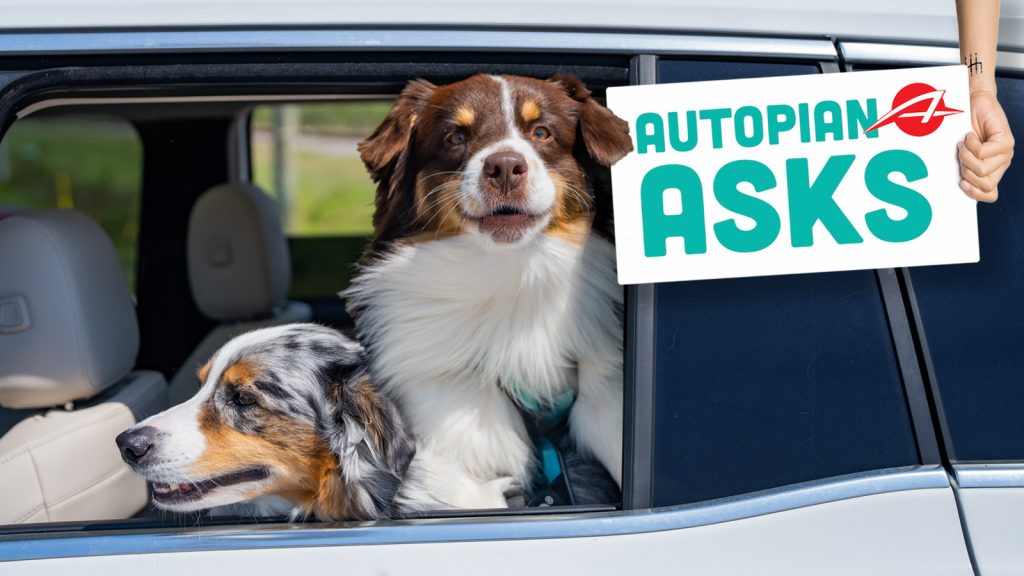 Dogs In Car. Dog Rides In The Car. Transportation Of Pets. Dogs In Window Of Car. Dogs Looking At The Window. Safe Travelling With Pets. Cute Australian Shepherd Dog.