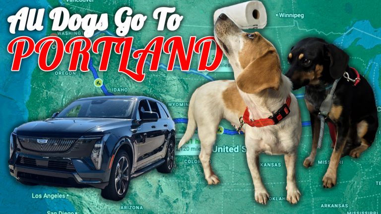 All Dogs To To Portland