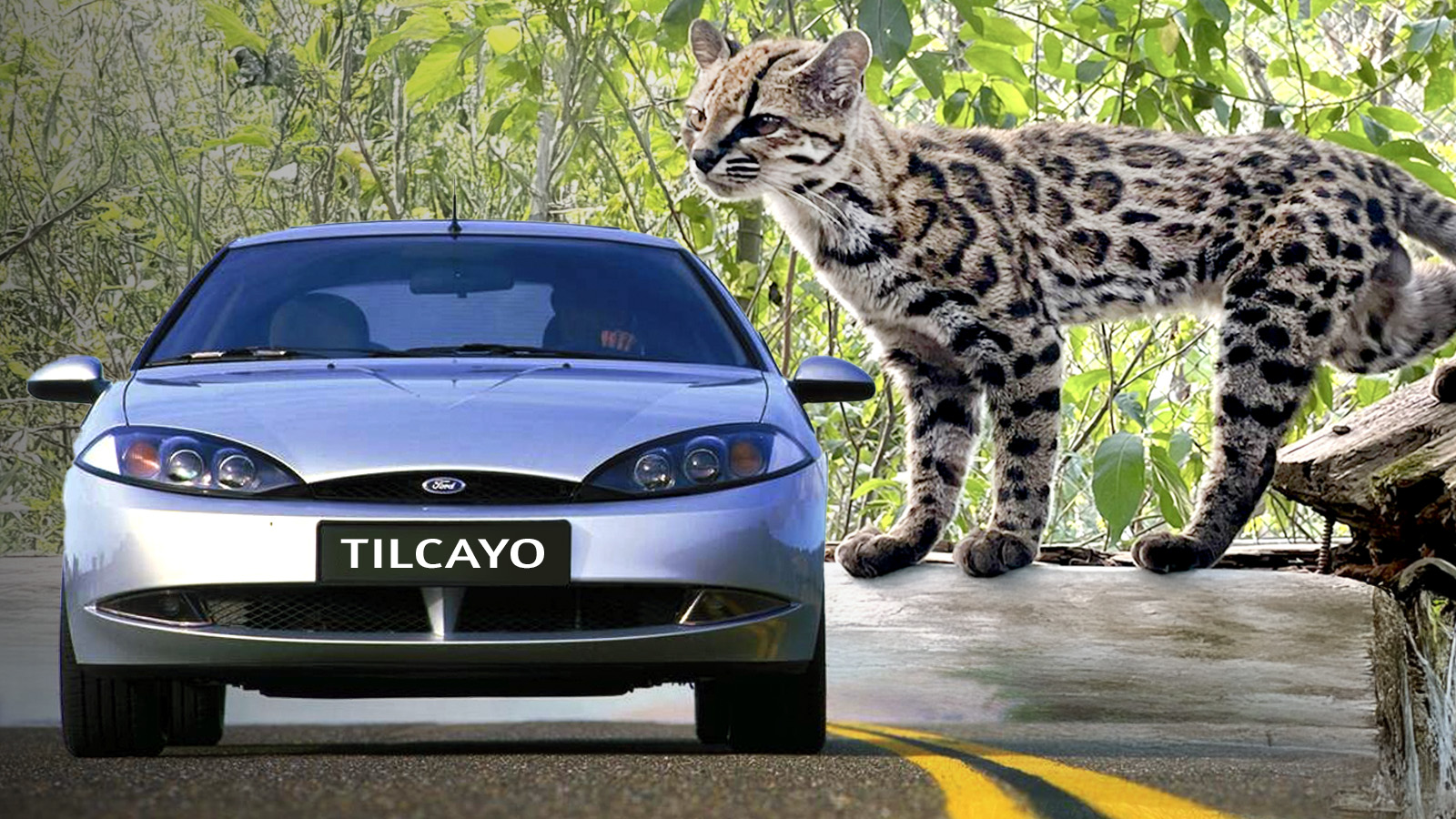 New_Cat_Tilcayo_TS New Cat Tilcayo Ts