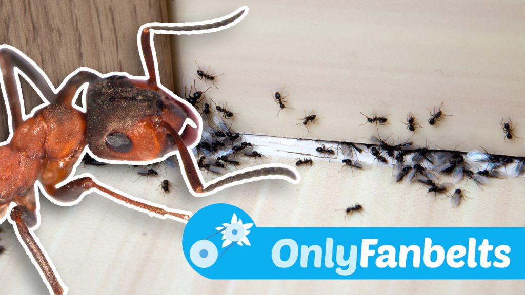 Ofb Infestation Ts