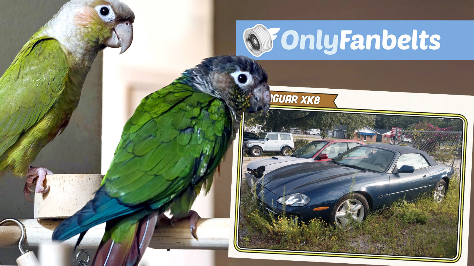 Onlyfanbelts Ts 022626