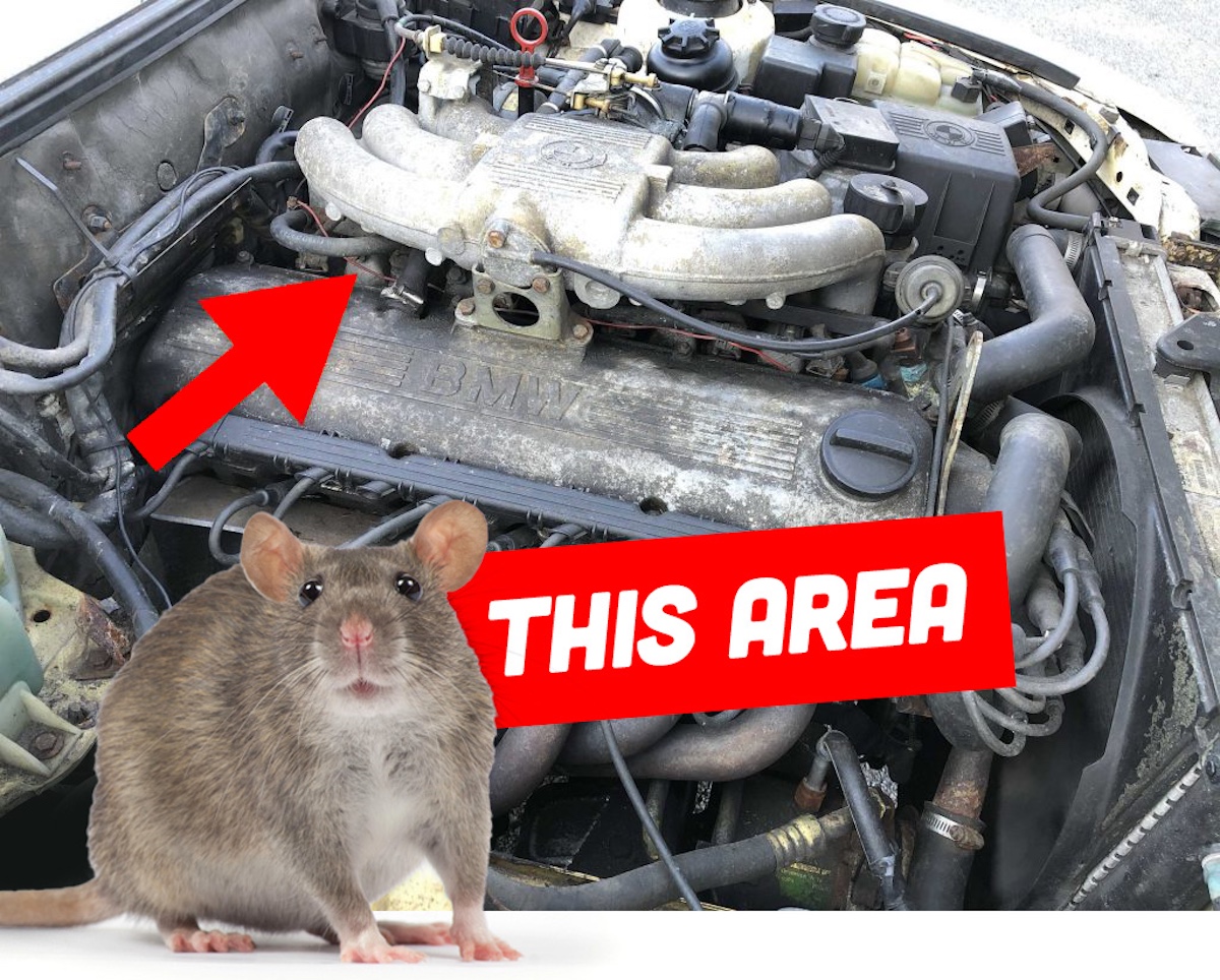 Rat Engine Bay