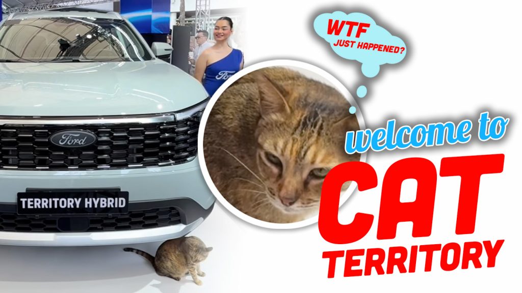 Catt Territory Top