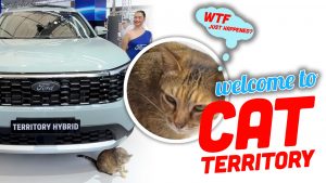Catt Territory Top