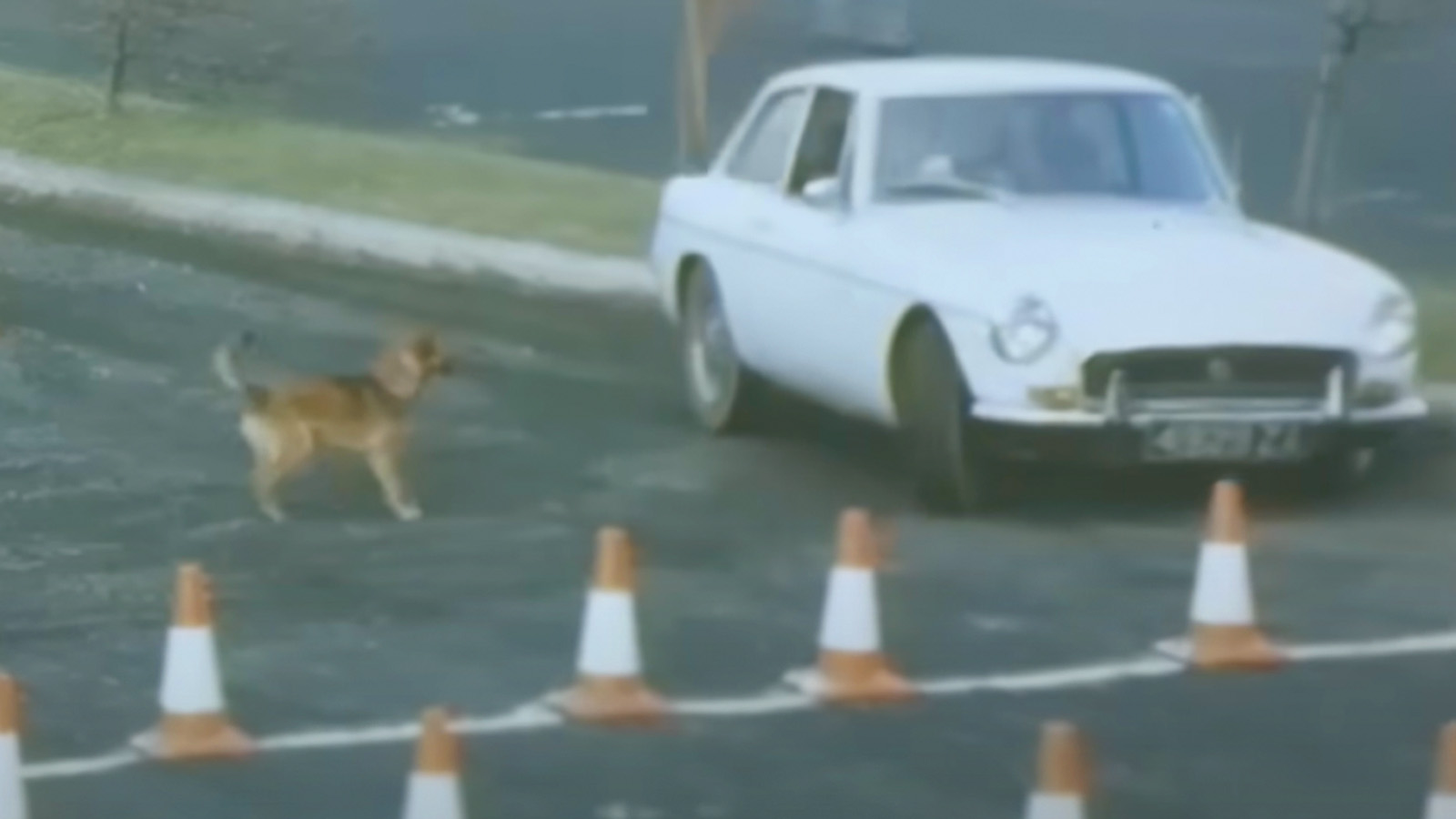 Cs Drunkbrit Dog
