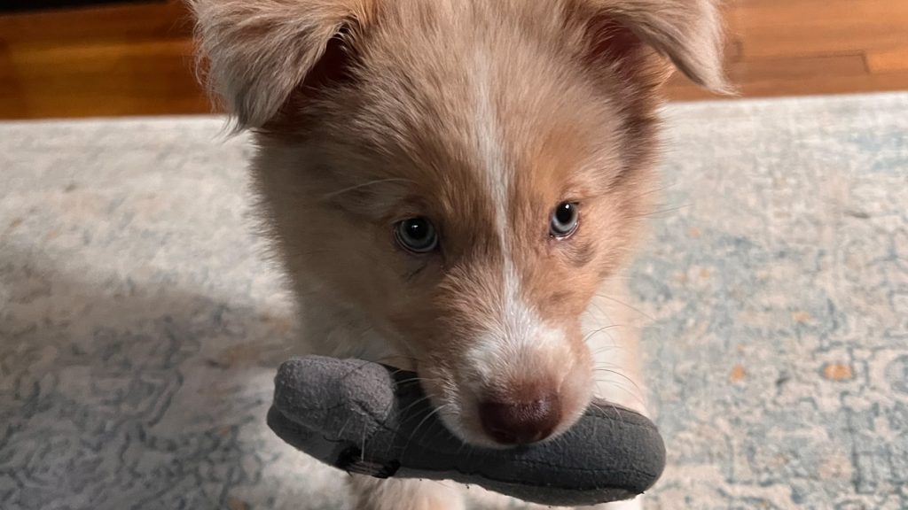 Today, A Puppy Cold Start The Autopian