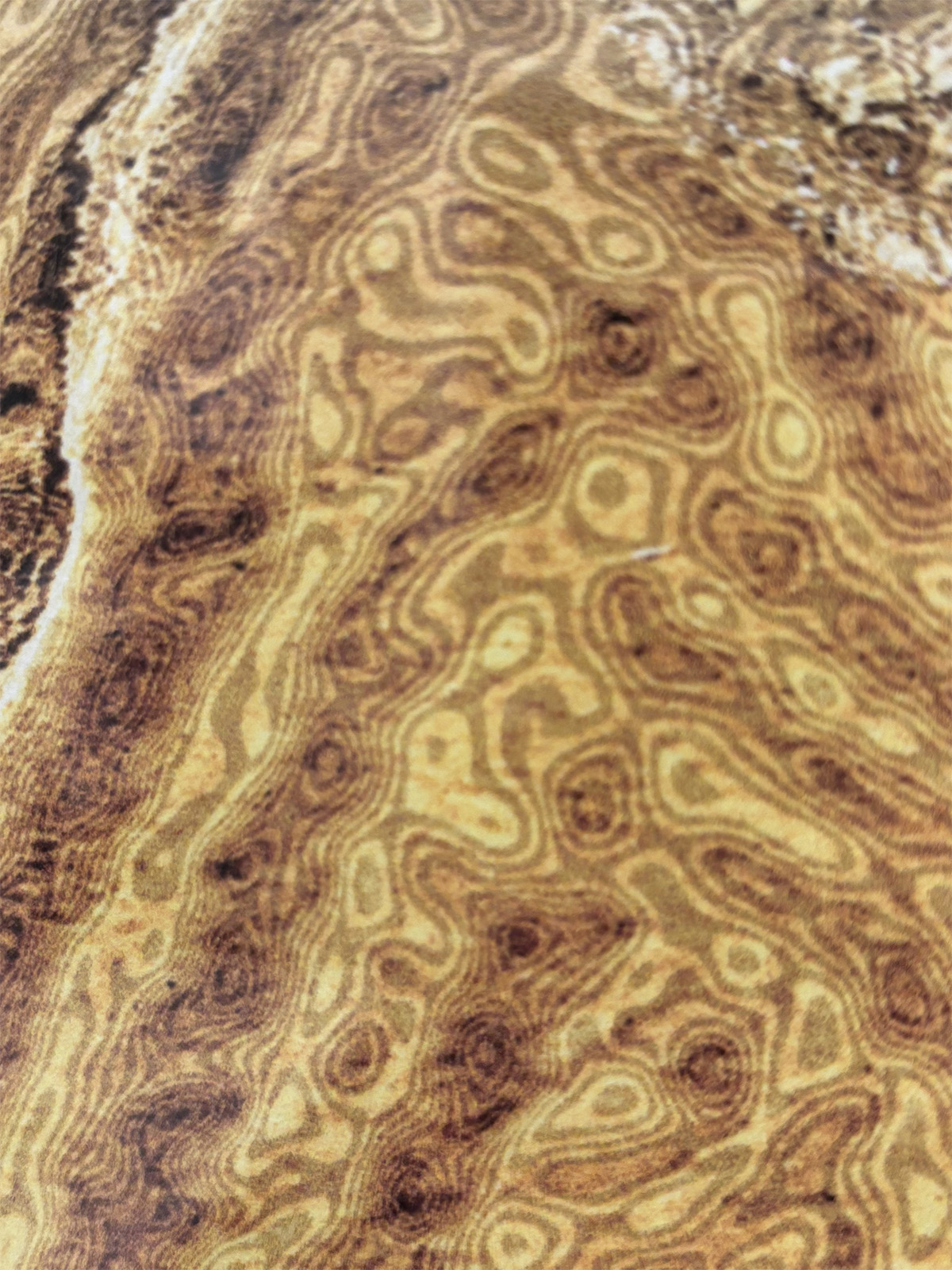 Cs Rallyday0 Shorepic