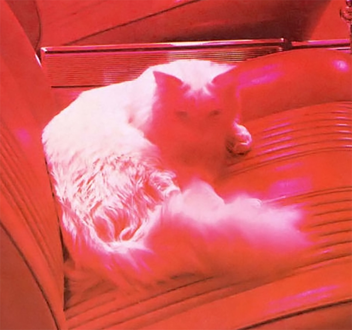 Cs Tempest Cat Close