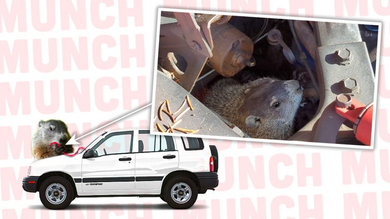 Groundhog Tracker Top2