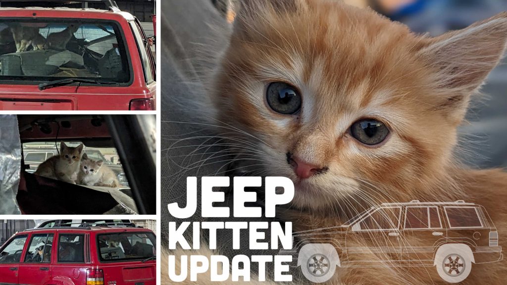 Jeepkittenupdate Top