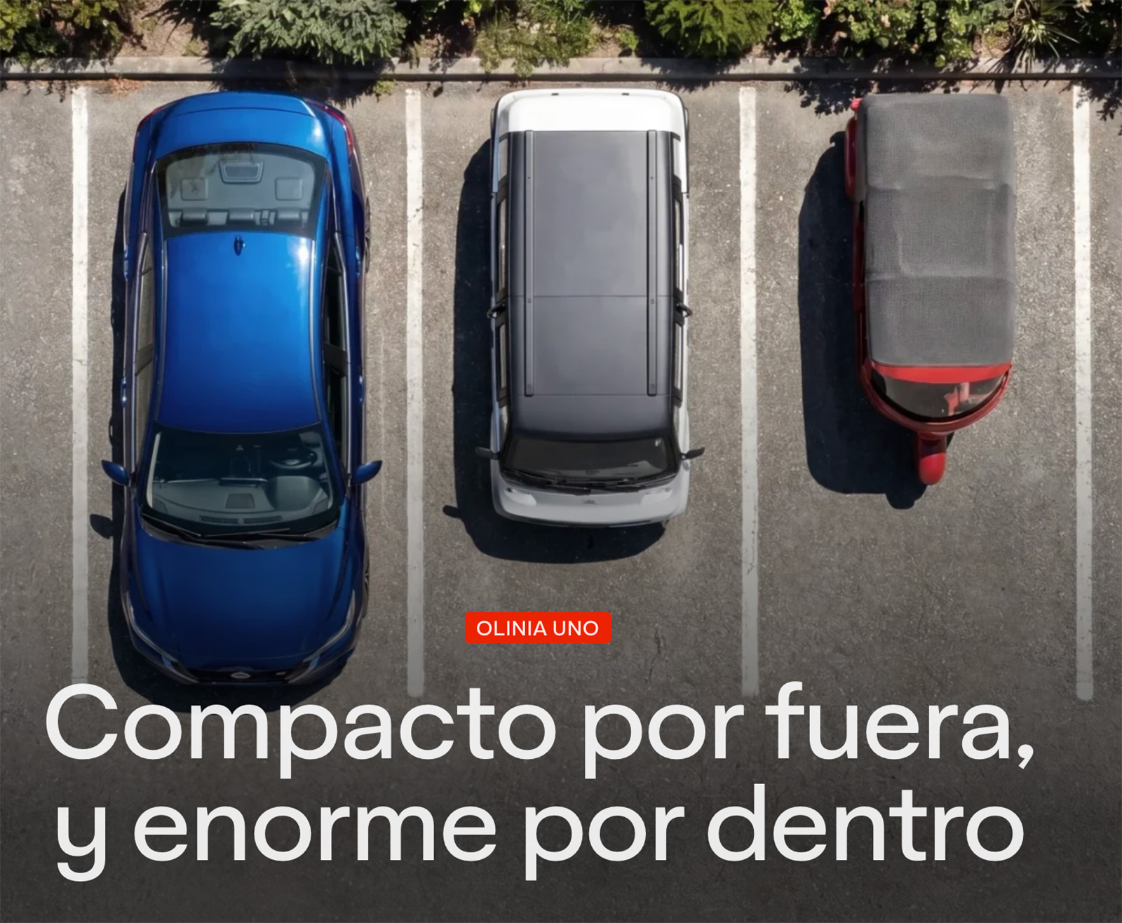 Olinia Comparo