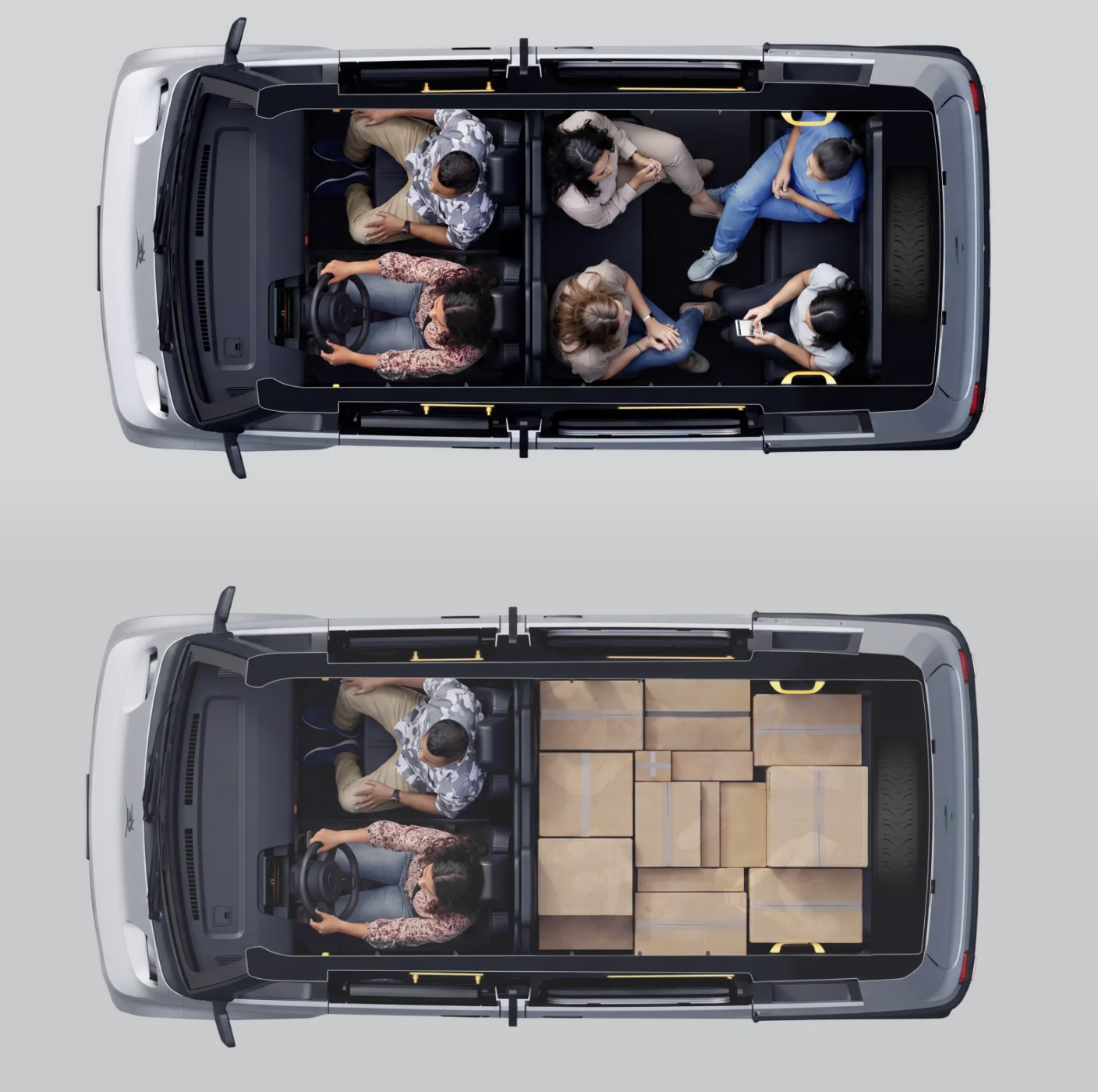 Olinia Cutaway