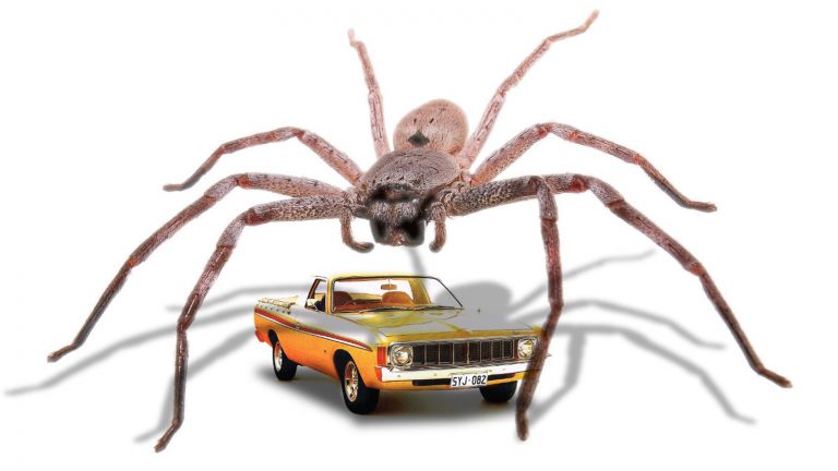 Spider Top