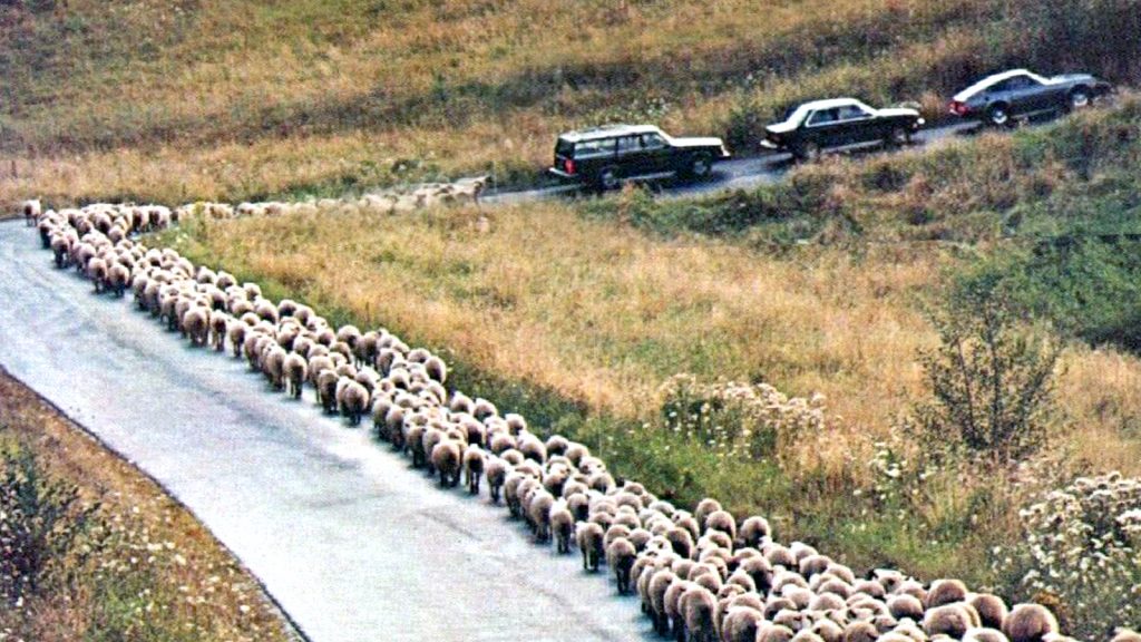 Topshot Saabsheep Pv